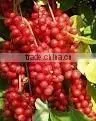 Schisandra Chinensis Extract Powder thumbnail-1