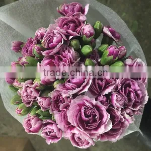 Natural Real Touch Different Types of Fresh Carnation Plants Made in China thumbnail-3