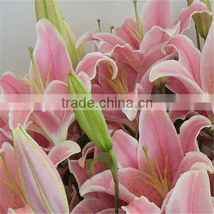 Hot Sale Fresh Cut Lily Flowers From Original Flower Plants thumbnail-2