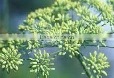 Fennel Seed Oil thumbnail-1