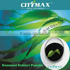 100% Soluble Seaweed for Sale thumbnail-1