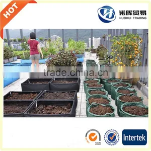 Oyster Mushroom Grow Bag thumbnail-1