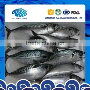 Frozen Scientific Name of Mackerel Fish With Good Exporter thumbnail-1