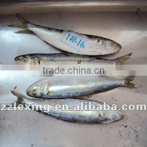 Fresh Frozen Sardines On Sale thumbnail-2
