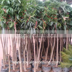 Mangifera Indica Landscaping Trees thumbnail-1