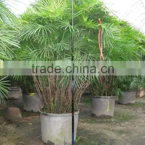 Rhapis Multifida thumbnail-1