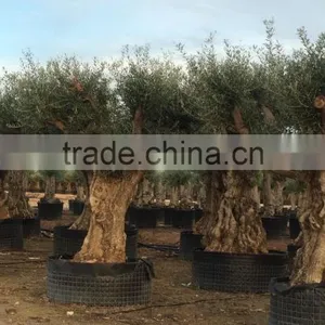 Ancient Olive Tree - Olea Europaea thumbnail-2