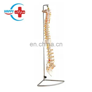 HC-S211 Advanced Life-size Human Spine Model for Cervical Vertebra & Spine Teaching thumbnail-2