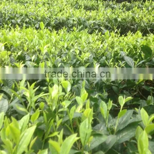 Fresh, High Quality, Cheap Price Vietnam Green Tea thumbnail-1