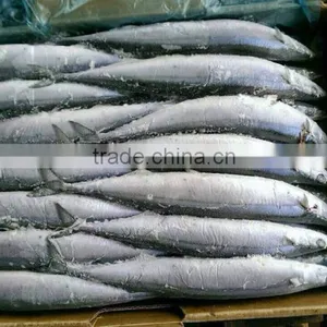 2015 Seafrozen Pacific Saury Whole Round 0#:140g+ thumbnail-1