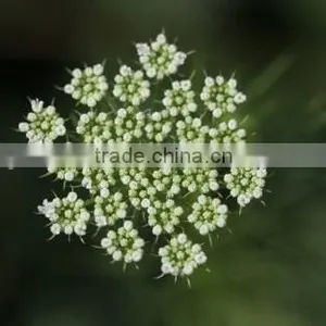 Ammi Majus ,Lace Flower , Ammi Majus Linn.,flower Seed,herb Seed,vegetalbe Seed,fruit Seed,grass Seed thumbnail-3