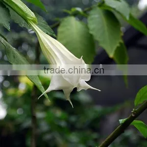 Treeform Datura, Datura , Flower Seeds , Herb Seed,vegetalbe Seed,fruit Seed,grass Seed thumbnail-5