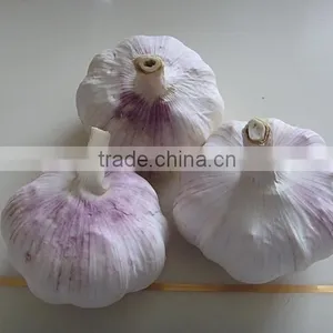 White Garlic Packed in 10kgs/ctn thumbnail-4