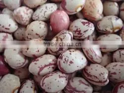 Kidney Bean thumbnail-1