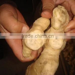 New Crop Fresh Ginger for Sale thumbnail-1