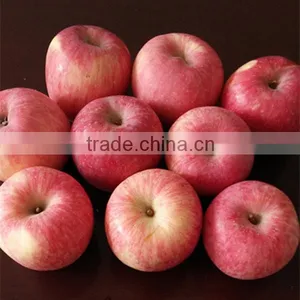 China Fuji Apple Supplier Red Fuji Apple Tree thumbnail-5