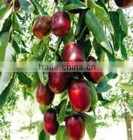 Red Jujube Powder thumbnail-1