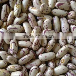 Chinese Big Size Light Speckled Kidney Beans American Round thumbnail-3