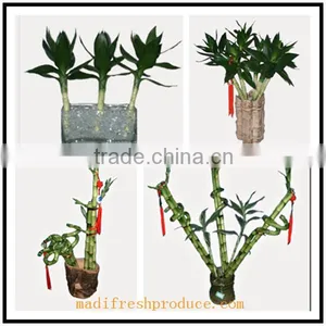 Small Lucky Bamboo Flower Pot thumbnail-3