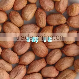 2014 Peanut Kernels 38/42, 40/50, 50/60, 60/70, 70/80, 80/100, Chinese Runner Peanuts thumbnail-1