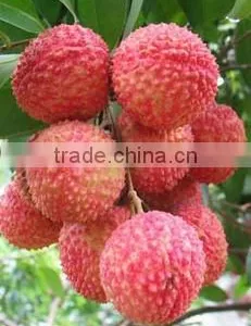 2016 Fresh Fruit Lichee From China thumbnail-3