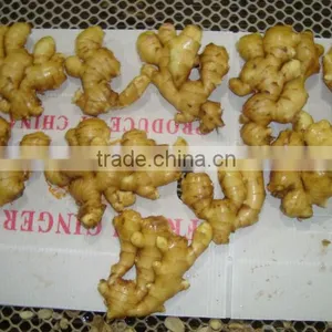 Lord Air-dry Ginger 250g up Crop 2012 thumbnail-1