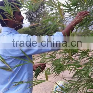Fresh Bamboo Leaves thumbnail-4