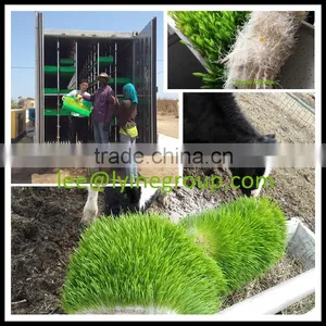 2017 Wholesale Supply 1000kg/day Hydroponic Fodder Machine thumbnail-1