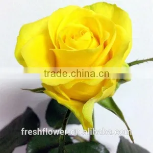 China Yellow Rose as the Same Quality of Fresh Cut Rose thumbnail-2