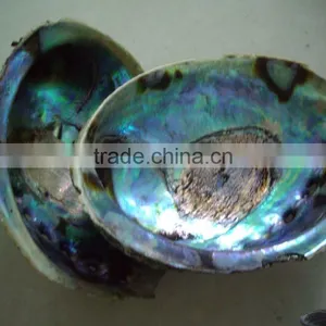 Polished New Zealand Abalone Paua Shells Wholeshale thumbnail-1