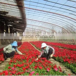 Agriculture Multi Span Plastic Film Greenhouse Film thumbnail-1