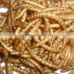 Natural Pet Food Chicken Feed Mealworm, Fish Feed Mealworms thumbnail-1