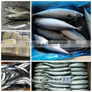 New Arrival Competitive Price Frozen Mackerel thumbnail-1