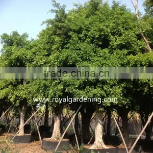 Hot Sale Outdoor Large Ficus Nitida Tree thumbnail-1