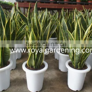 Sansevieria Trifasciata Ornamental Plants thumbnail-1