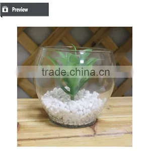 Mini Succulent Plants Bonsai High Quality Succullent Plants thumbnail-3