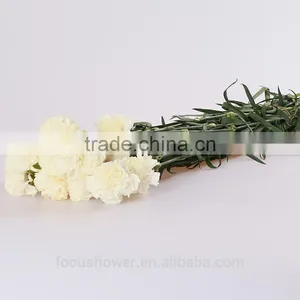Factory Price Supply Fresh Flowers White Carnations Wholesales From China thumbnail-2