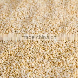 Quinoa Seed thumbnail-1