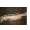Frozen Red Threadfin thumbnail-1