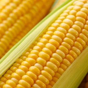 Delicious Sweet Corn Delicious Sweet Corn Fresh Sweet Corn Natural Fresh Sweet Corn Food Prices thumbnail-4