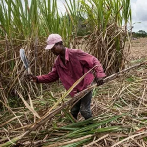 High Strength Sugar Cane Knife for Plantation Work Africa Middle East and Latin America Market thumbnail-5