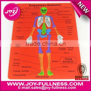 EVA Foam Puzzle(skeletal System) thumbnail-1