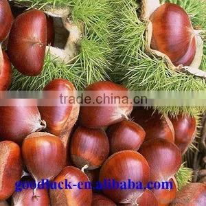 Chinese Good Taste Chestnut Supplier thumbnail-3