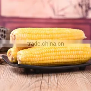 Products China Premium Quality Indian Corn thumbnail-3