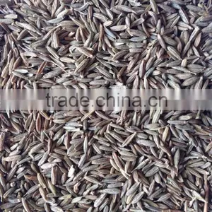 Fennel Seed With Good Quality From CHINA for Sale thumbnail-4