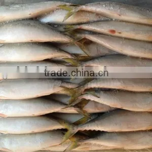 New Sea Frozen 55-60pcs/ctn Mackerel Whole Round thumbnail-1