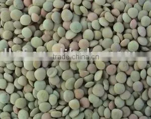 Green Lentil China Origin thumbnail-1