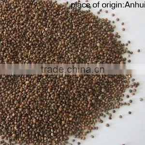 Brown Perilla Seeds Red Perilla thumbnail-2