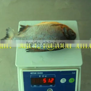 Wholesale Frozen Pomfret With Good Quality thumbnail-1
