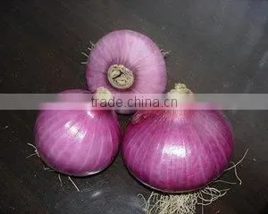 Wholesale Fresh Yellow Onion With Good Quality thumbnail-4